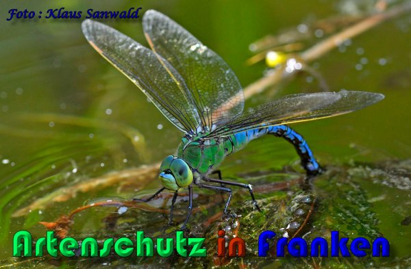 Copyright AiS Klaus Sanwald Bild zum Eintrag (1117500-160)