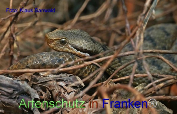 Copyright AiF - Klaus Sanwald Bild zum Eintrag (1117503-160)