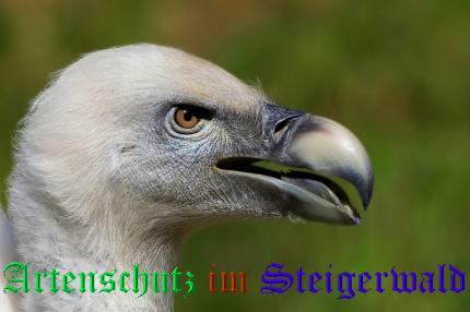 Copyright AiS / Ulrich Rösch Bild zum Eintrag (1117526-160)