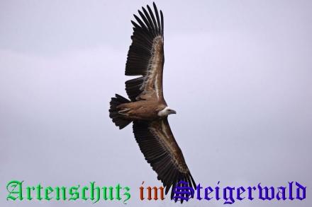 Copyright AiS / Ulrich Rösch Bild zum Eintrag (1117527-160)