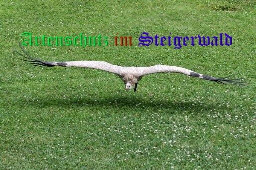 Copyright AiS / Günter Neuberger Bild zum Eintrag (1117529-160)