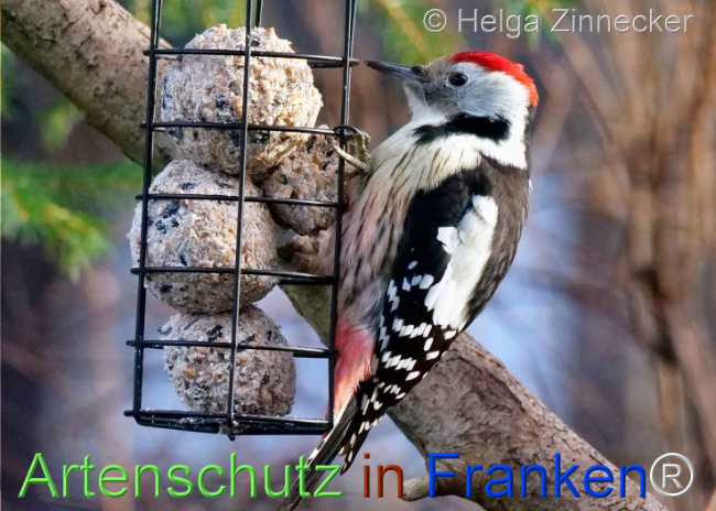 © Artenschutz in Franken® / Helga Zinnecker Bild zum Eintrag (1117546-160)