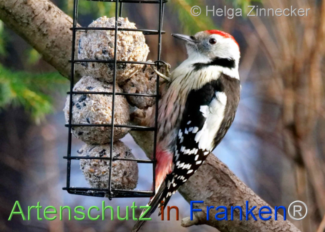 © Artenschutz in Franken® / Helga Zinnecker Bild zum Eintrag (1117547-160)
