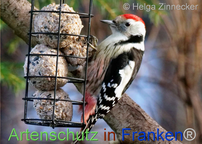© Artenschutz in Franken® / Helga Zinnecker Bild zum Eintrag (1117548-160)