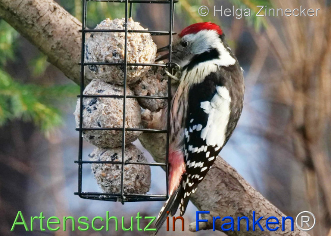 © Artenschutz in Franken® / Helga Zinnecker Bild zum Eintrag (1117550-160)
