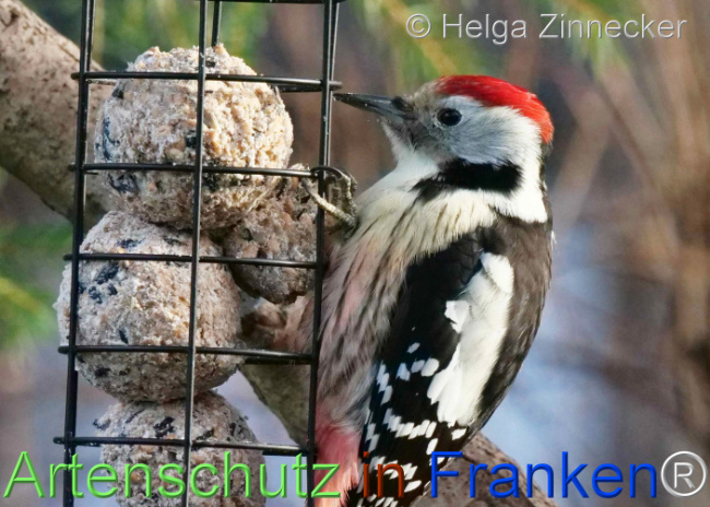 © Artenschutz in Franken® / Helga Zinnecker Bild zum Eintrag (1117551-160)