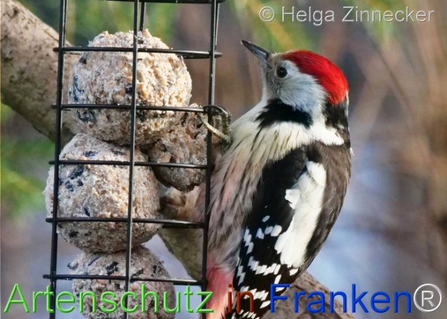 © Artenschutz in Franken® / Helga Zinnecker Bild zum Eintrag (1117552-160)