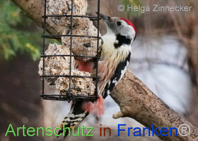 © Artenschutz in Franken® / Helga Zinnecker Bild zum Eintrag (1117554-160)