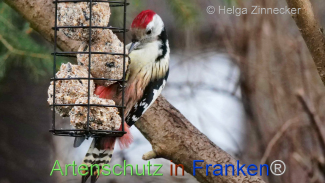 © Artenschutz in Franken® / Helga Zinnecker Bild zum Eintrag (1117555-160)