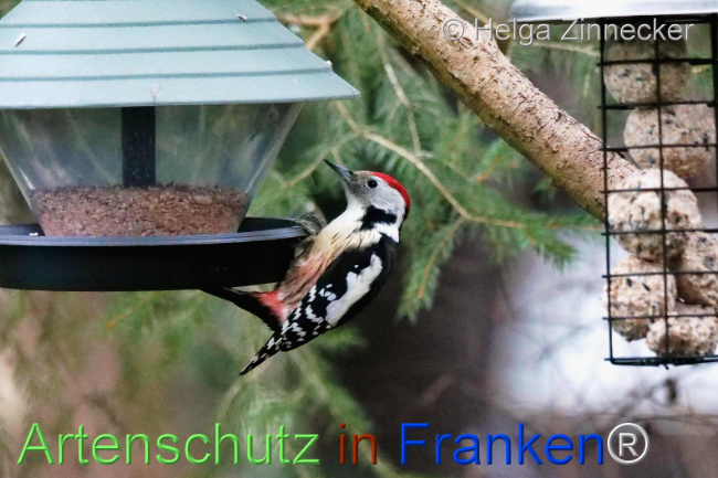 © Artenschutz in Franken® / Helga Zinnecker Bild zum Eintrag (1117556-160)