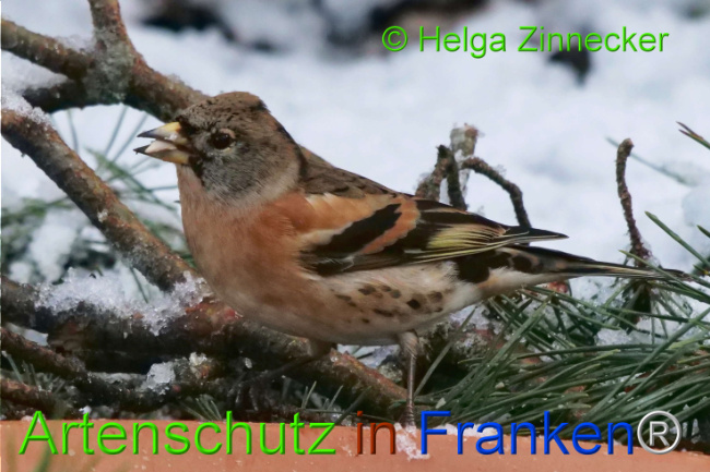© Artenschutz in Franken® / Helga Zinnecker Bild zum Eintrag (1117670-160)