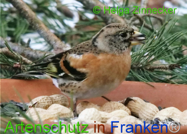 © Artenschutz in Franken® / Helga Zinnecker Bild zum Eintrag (1117671-160)