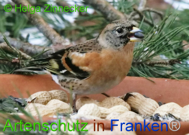 © Artenschutz in Franken® / Helga Zinnecker Bild zum Eintrag (1117672-160)