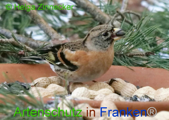 © Artenschutz in Franken® / Helga Zinnecker Bild zum Eintrag (1117673-160)