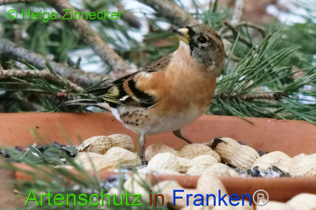 © Artenschutz in Franken® / Helga Zinnecker Bild zum Eintrag (1117675-160)