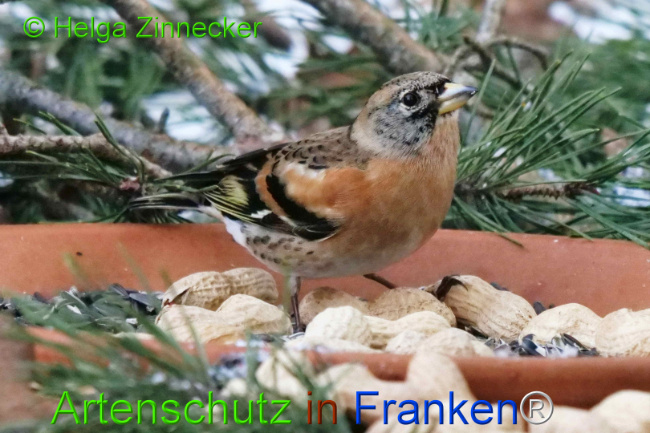 © Artenschutz in Franken® / Helga Zinnecker Bild zum Eintrag (1117677-160)