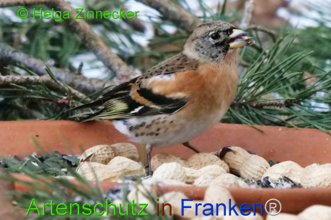 © Artenschutz in Franken® / Helga Zinnecker Bild zum Eintrag (1117678-160)