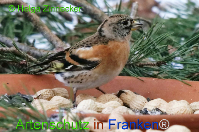 © Artenschutz in Franken® / Helga Zinnecker Bild zum Eintrag (1117679-160)