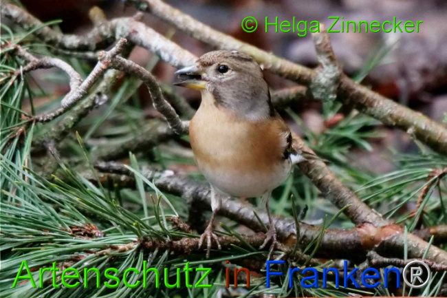 © Artenschutz in Franken® / Helga Zinnecker Bild zum Eintrag (1117680-160)