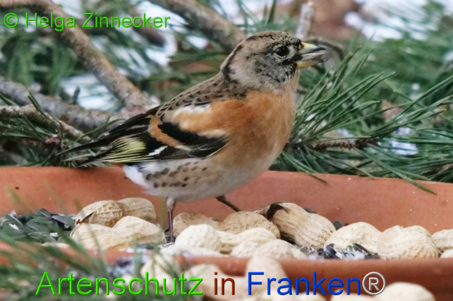 © Artenschutz in Franken® / Helga Zinnecker Bild zum Eintrag (1117681-160)