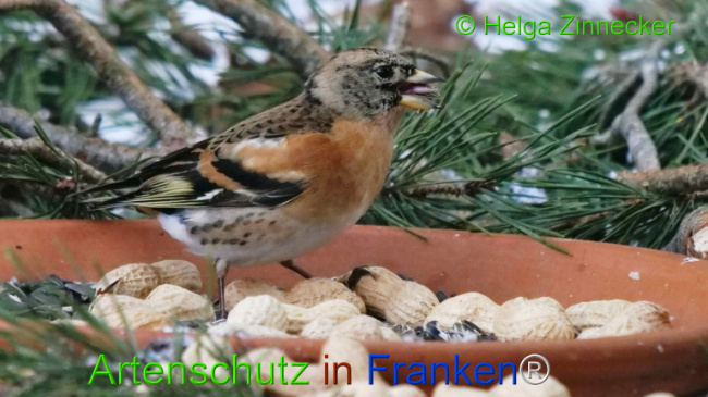 © Artenschutz in Franken® / Helga Zinnecker Bild zum Eintrag (1117683-160)