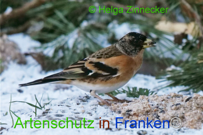© Artenschutz in Franken® / Helga Zinnecker Bild zum Eintrag (1117684-160)