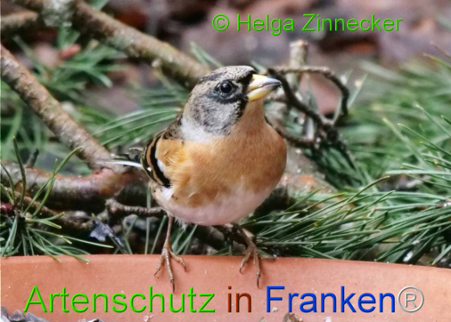 © Artenschutz in Franken® / Helga Zinnecker Bild zum Eintrag (1117685-160)