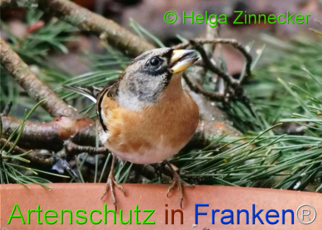 © Artenschutz in Franken® / Helga Zinnecker Bild zum Eintrag (1117686-160)