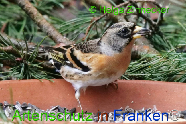 © Artenschutz in Franken® / Helga Zinnecker Bild zum Eintrag (1117687-160)