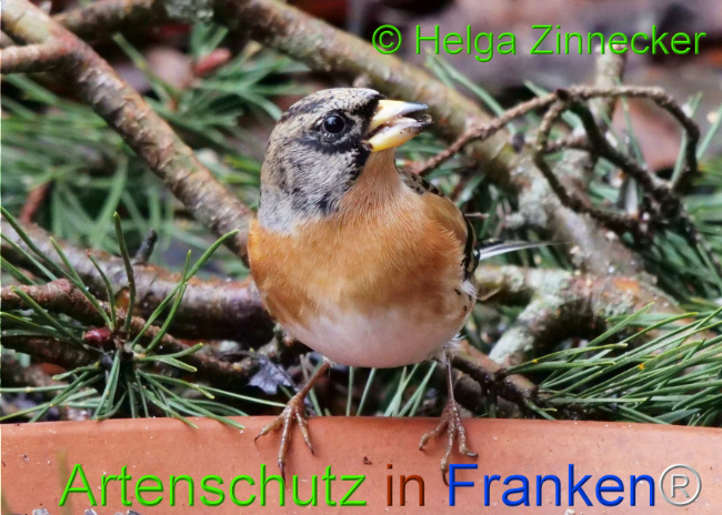 © Artenschutz in Franken® / Helga Zinnecker Bild zum Eintrag (1117688-160)