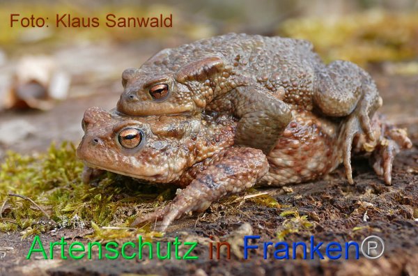 Copyright AiF - Klaus Sanwald Bild zum Eintrag (1117848-160)