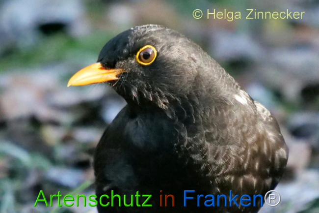 © Artenschutz in Franken® / Helga Zinnecker Bild zum Eintrag (1118045-160)