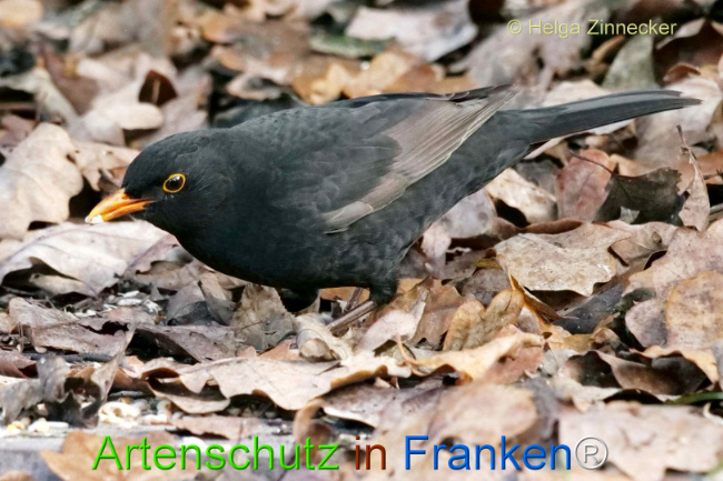 © Artenschutz in Franken® / Helga Zinnecker Bild zum Eintrag (1118047-160)