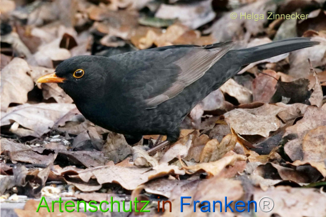 © Artenschutz in Franken® / Helga Zinnecker Bild zum Eintrag (1118049-160)