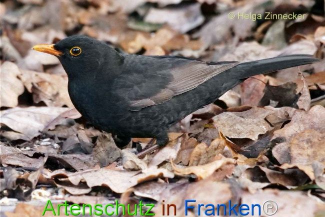 © Artenschutz in Franken® / Helga Zinnecker Bild zum Eintrag (1118050-160)