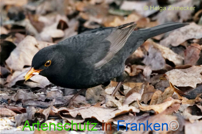 © Artenschutz in Franken® / Helga Zinnecker Bild zum Eintrag (1118054-160)