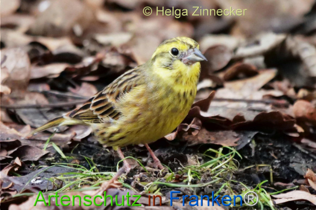 © Artenschutz in Franken® / Helga Zinnecker Bild zum Eintrag (1118063-160)