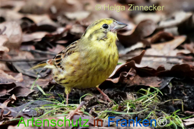 © Artenschutz in Franken® / Helga Zinnecker Bild zum Eintrag (1118064-160)