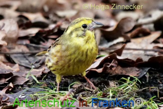 © Artenschutz in Franken® / Helga Zinnecker Bild zum Eintrag (1118065-160)