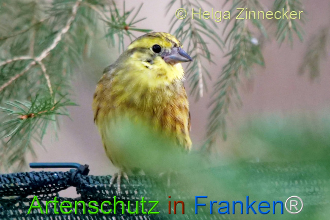 Bild zum Eintrag (1118067-160)