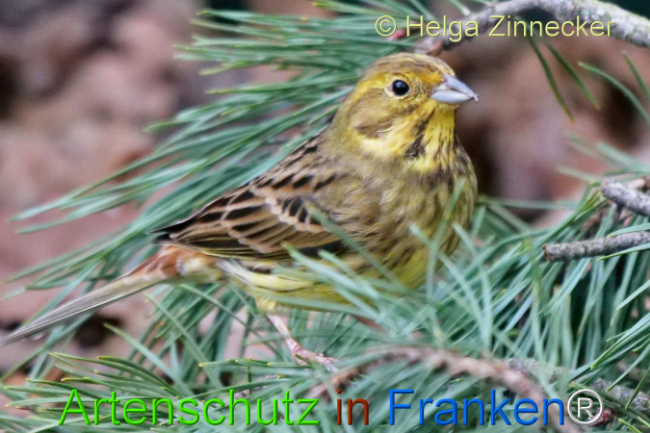© Artenschutz in Franken® / Andreas Gehrig Bild zum Eintrag (1118071-160)