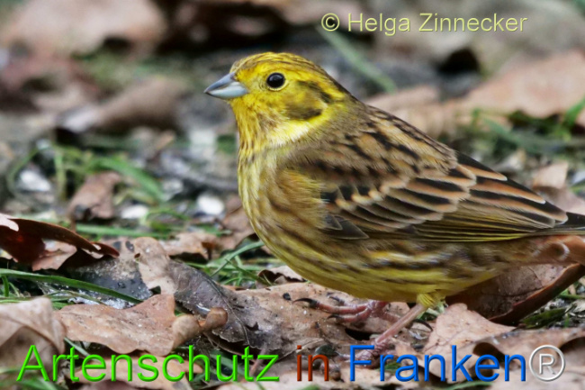 © Artenschutz in Franken® / Andreas Gehrig Bild zum Eintrag (1118073-160)
