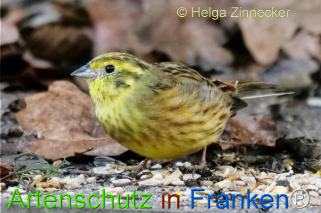 © Artenschutz in Franken® / Helga Zinnecker Bild zum Eintrag (1118076-160)