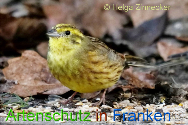 © Artenschutz in Franken® / Helga Zinnecker Bild zum Eintrag (1118077-160)