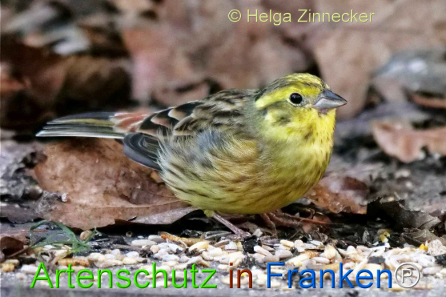 © Artenschutz in Franken® / Helga Zinnecker Bild zum Eintrag (1118078-160)
