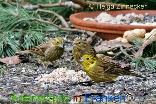 © Artenschutz in Franken® / Helga Zinnecker Bild zum Eintrag (1118079-160)