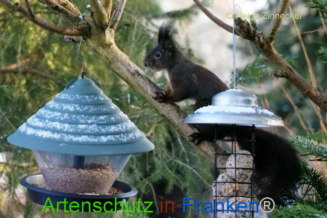 © Artenschutz in Franken® / Helga Zinnecker Bild zum Eintrag (1118117-160)