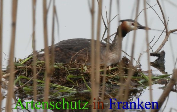 Copyright AiS- Albert Meier Bild zum Eintrag (1118258-160)