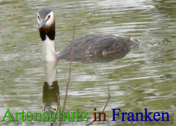 Copyright AiS- Albert Meier Bild zum Eintrag (1118260-160)