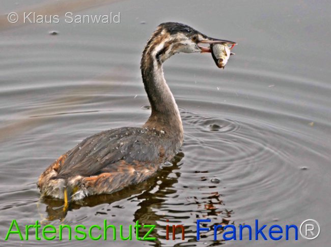 © Artenschutz in Franken® / Klaus Sanwald Bild zum Eintrag (1118262-160)